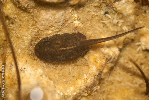 Photos Tadpole of the natterjack toad