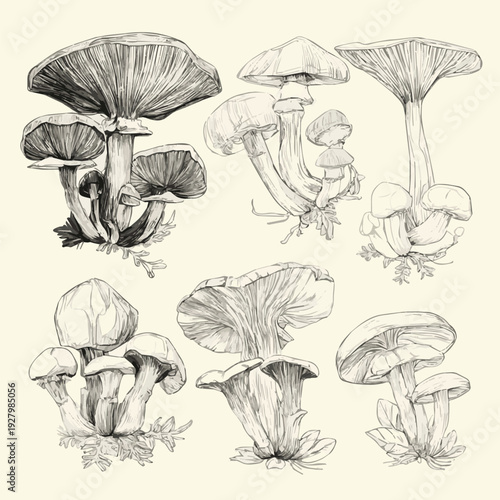 Vector illustration of mushrooms.Collection of line art edible mushrooms vector art of white background