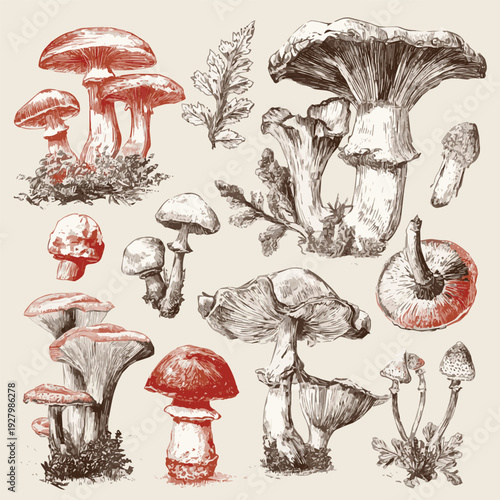 Set of mushrooms. Collection of line art edible mushrooms vector art of white background