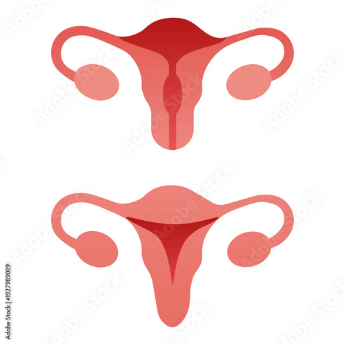 Menstrual Cycle Uterus Diagram. Vector illustration.