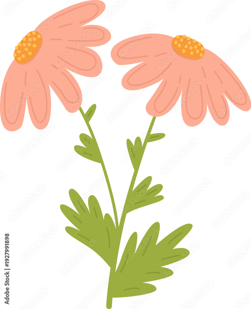 Fototapeta premium Flower Duo Botanical Drawing