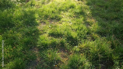 Meadow overgrown with grass in morning light backlit
