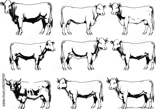 Set of hand drawn cattle and cow sketches vector illustration, variety of farm animal silhouettes for dairy meat and agricultural branding design,