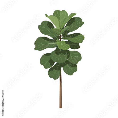 Vibrant fiddle leaf fig tree illustration with lush green foliage and tall trunk on white background for botanical design