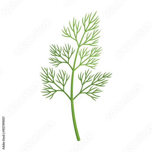 Close-up image of fresh green dill herb leaf on white background displaying detailed feathery fronds and aromatic culinary potential in cooking
