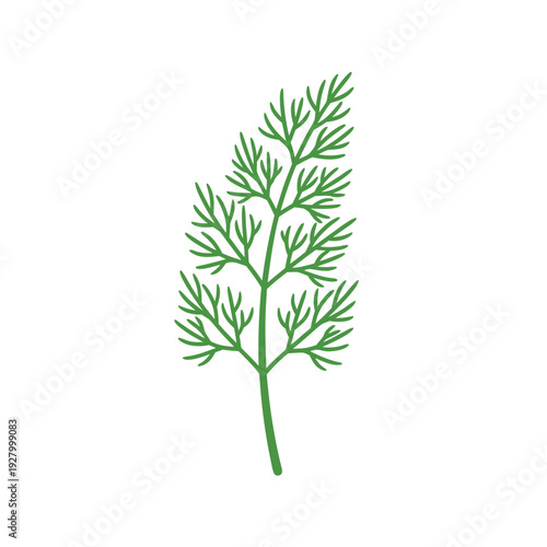 Illustration of fresh green dill herb with delicate feathered leaves on a white background