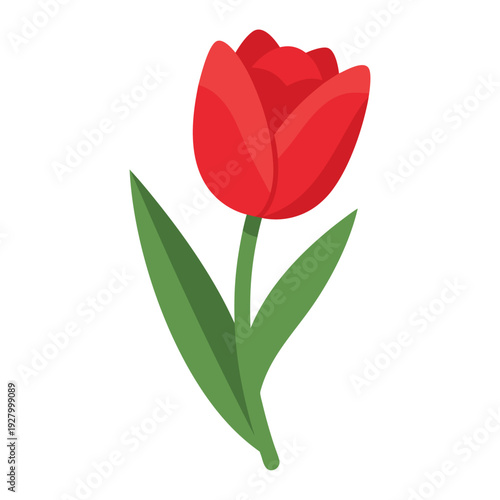 Vibrant red tulip with green stem and leaves: beautiful botanical nature illustration of a single blooming floral design
