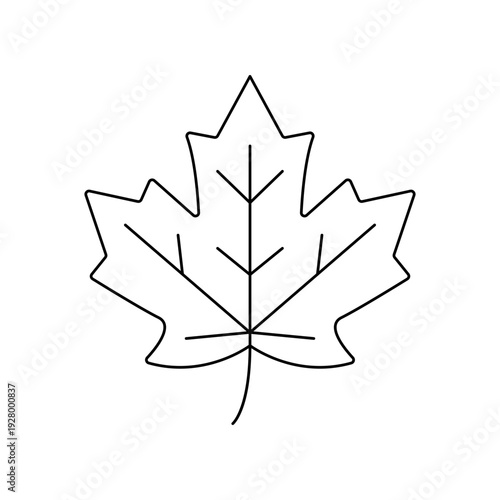 Maple tree leaf