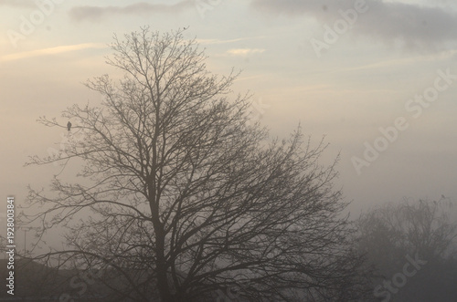 Photos Lone tree in fog in a rural landscape.