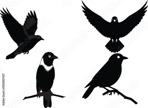 Four black silhouettes of birds in different poses