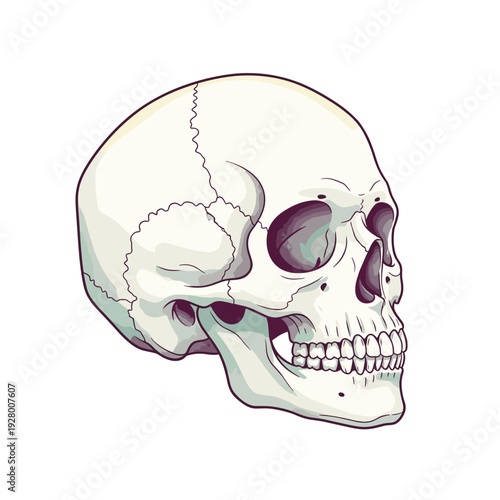 Anatomical skull illustration in side view with detailed features  