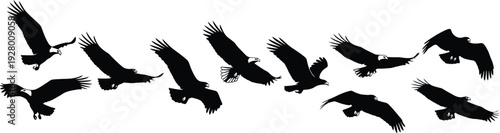 A flock of birds flying in formation against a clear sky viewed from below