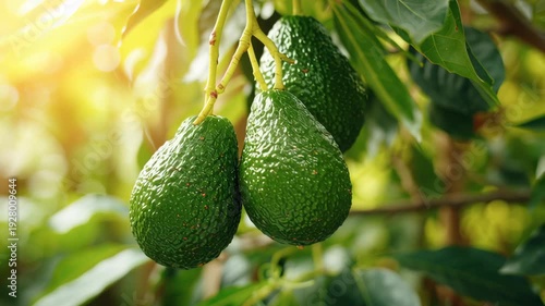 Wallpaper Mural Green ripe avocados fruits hanging on avocado trees plantation. Healthy ripening fruits. Blurred leaves background. Agriculture, food. Fruiting plantation. Organic farming. Longterm profitability Torontodigital.ca