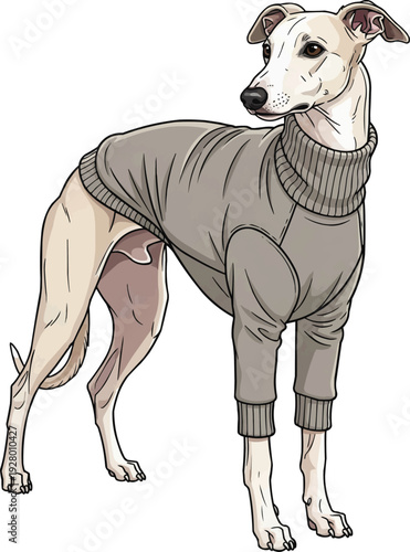 Whippet dog wearing sweater elegant graceful vector illustration