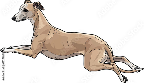 Whippet dog lying down splooting pose vector illustration
