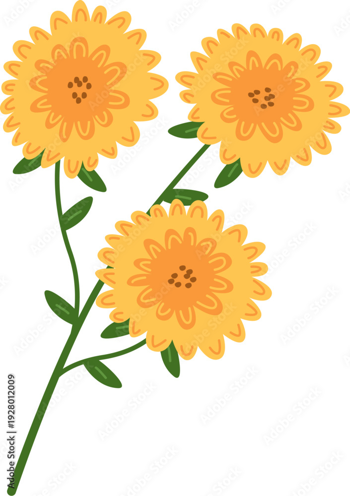 Fototapeta premium Chrysanthemum Stem Botanical Drawing