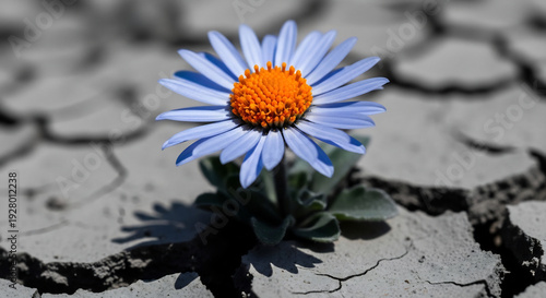 Wallpaper Mural Daisy blooms vibrantly in arid cracked ground selectively focus Torontodigital.ca