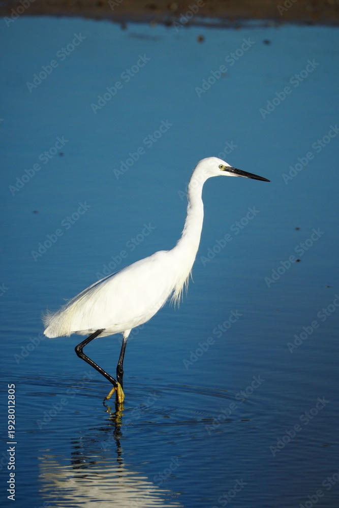 Obraz premium Aigrettes garzettes marchant dans l’eau peu profonde Little egrets walking in shallow water