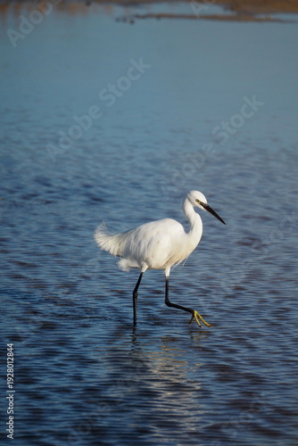 Tableau sur toile Aigrettes garzettes immobiles dans l’eau 
Little egrets standing still in water
