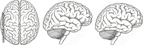 Detailed illustrations of the human brain from multiple viewpoints showcasing its intricate structure and anatomy