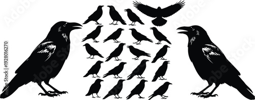 Black raven silhouettes collection, detailed crow bird poses isolated on white background, gothic wildlife vector illustration for design and branding
