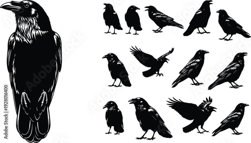 Black raven silhouettes, crow bird vector collection, flying ravens, standing crows, dark feathered birds, woodcut style animal design, isolated wildlife graphics