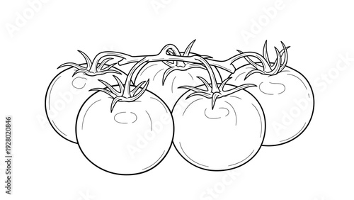 cluster of tomatoes on the vine hand drawn black and white line art illustration for food design