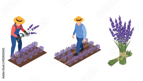 farmers harvesting and carrying lavender flowers with hand drawn style floral bouquet isolated on white background