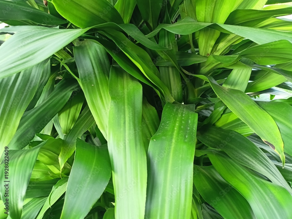 Fototapeta premium Lush Green Tropical Foliage Background