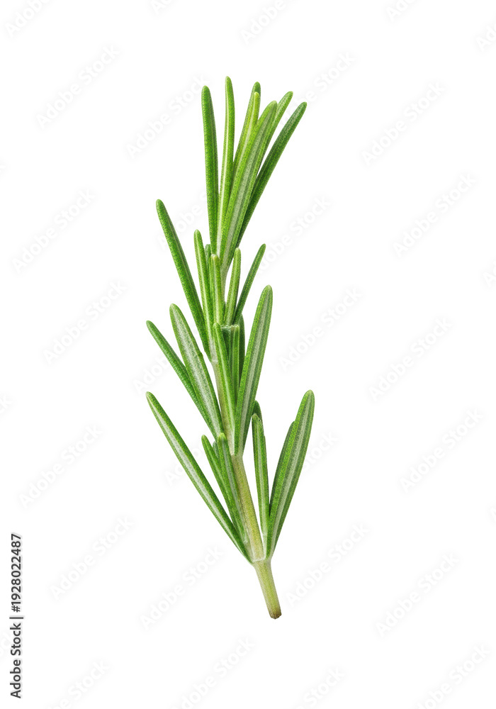 Obraz premium A single, vibrant green, dew-kissed fresh rosemary sprig with defined needle-like leaves, firm stem, isolated on a pure matte white background with soft shadow and copy space, gourmet culinary