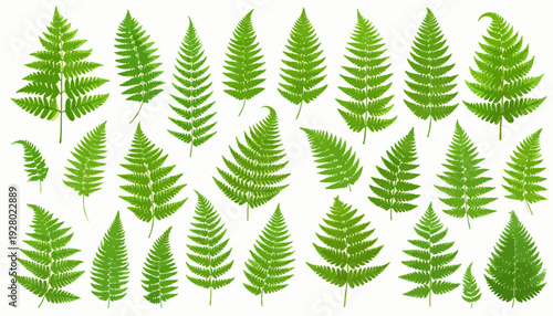 Collection of Various Green Fern Leaves.