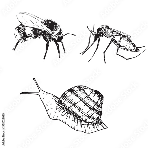 Hand-drawn bumblebee, mosquito, and snail. Vector illustration in black ink on a white background. 