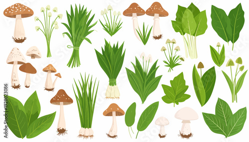 Collection of Various Mushrooms and Plants.