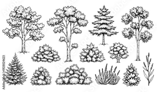 Vintage engraved woodland trees and bushes vector set with hand drawn landscape elements