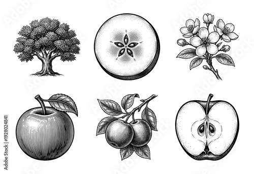 Vintage engraving collection of apple tree botanical elements including blossoms, whole fruit, and cross-section slices in a traditional woodcut style.