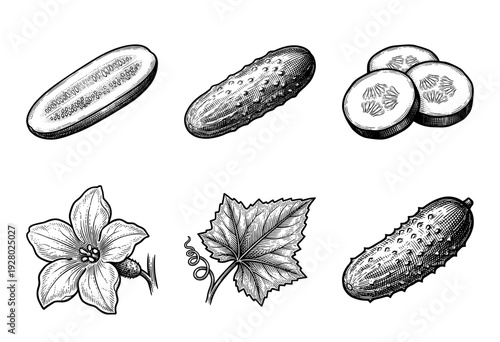 Vintage engraving style cucumber botanical set featuring whole fruit, cross sections, slices, leaf, and flower illustrations for organic food design.