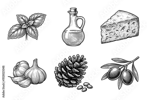 Vintage hand drawn engraving of pesto sauce ingredients including basil leaves, olive oil, parmesan cheese, garlic, pine nuts, and olives on a branch.
