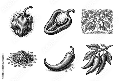 Vintage woodcut style collection of chili pepper illustrations including whole fruit, cross section, plant, and dried flakes