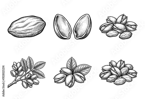 Set of vintage pistachio illustrations featuring whole nuts in shell, kernels, and botanical branches in a hand-drawn woodcut engraving style.