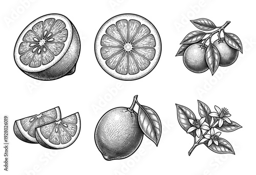 Vintage engraving of citrus fruit collection featuring whole lemons, lime slices, orange blossoms, and leafy branches in a detailed woodcut style.