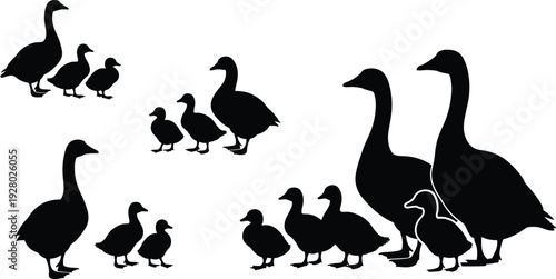 Set of bird silhouettes featuring geese and ducklings in various family group compositions isolated on white background vector illustration for nature and farm design