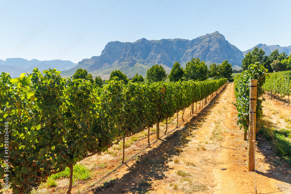 Naklejka premium Sunlit vineyard rows with mountain backdrop