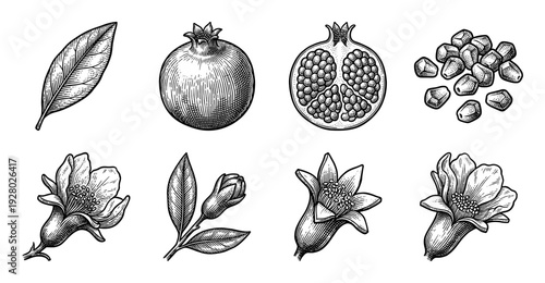 Vintage engraving style pomegranate botanical set featuring whole fruit, cross section, seeds, flowers, and leaves for organic design.