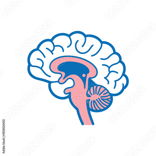 Stylized illustration of a human brain with distinct colored lobes and cerebellum