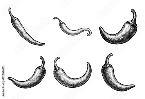 Vintage woodcut style engraving of various chili pepper pods in a set of six hand drawn illustrations