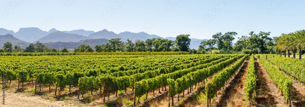 Fototapeta premium Sunlit vineyard rows with mountain backdrop