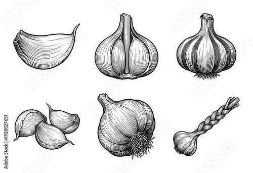 Vintage engraving of garlic bulbs and cloves collection in a traditional woodcut line art style