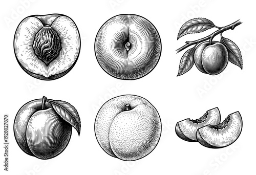 Vintage engraving set of peaches and nectarines featuring whole fruit, sliced halves with pits, and textured stone fruit botanical illustrations.