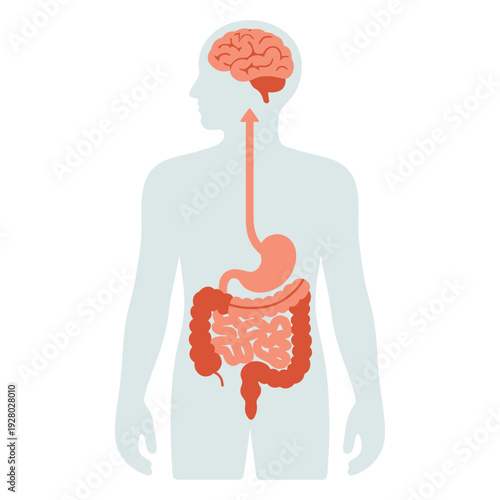 Illustration depicting the gut brain connection with a human silhouette