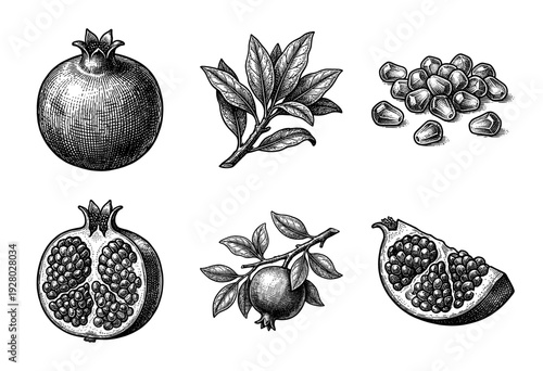 Vintage engraving set of pomegranate botanical illustrations featuring whole fruit, cross sections, seeds, and leafy branches in a classic woodcut style.